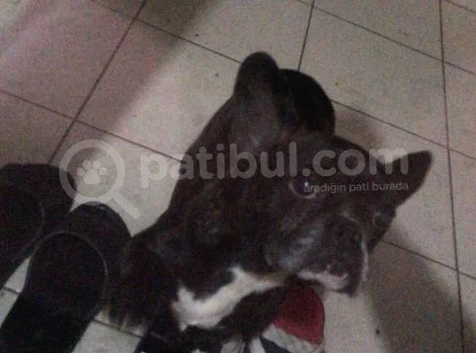 French Buldog Süper Kan Hattı