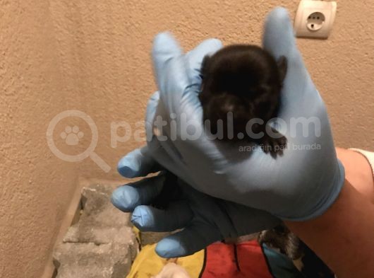 French Buldog Süper Kan Hattı görsel