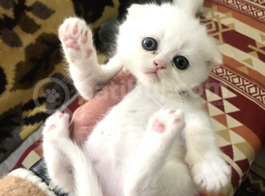 Bembeyaz Scottish Fold Bebekler görsel