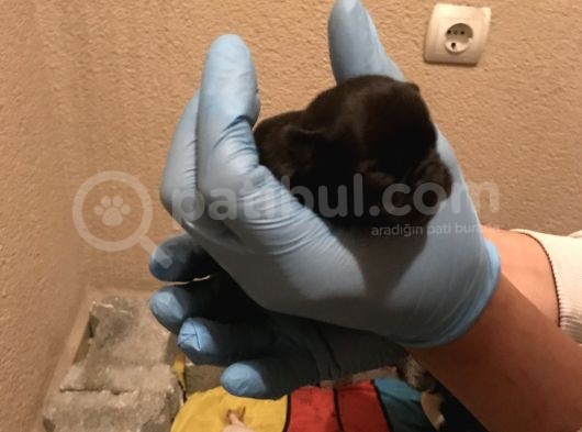 French Buldog Süper Kan Hattı görsel
