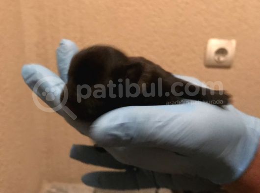 French Buldog Süper Kan Hattı görsel