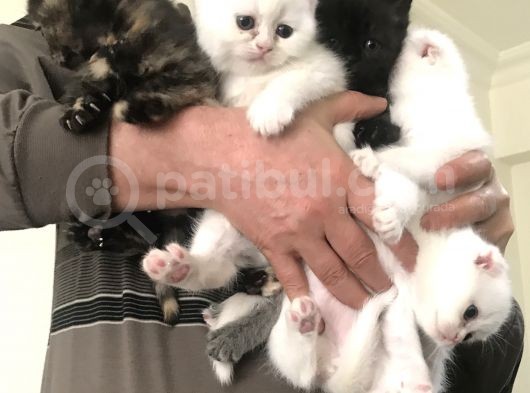Bembeyaz Scottish Fold Bebekler görsel