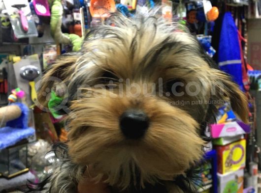 Yorkshire Terrier Yavrumuz görsel