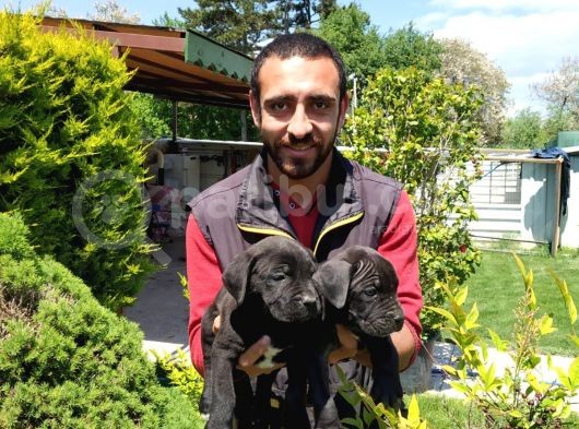 Süper Kalite Cane Corsa Yavrularım görsel