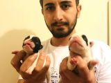 Irk Ve Sağlık Garantili French Bulldog Bebeklerimiz Rezerveye Açıktır