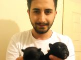 Irk Ve Sağlık Garantili French Bulldog Bebeklerimiz Rezerveye Açıktır