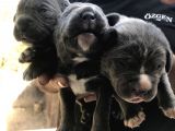 A Kalite Sıfır Hata Cane Corsa Blue Yavrularımız Için Rezerve Açıktır