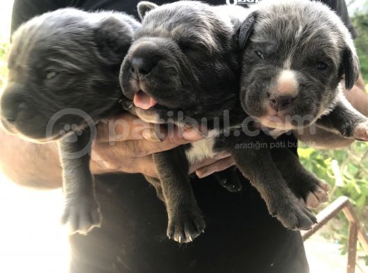 A Kalite Sıfır Hata Cane Corsa Blue Yavrularımız Için Rezerve Açıktır görsel