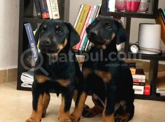 King Doberman Bebekler görsel
