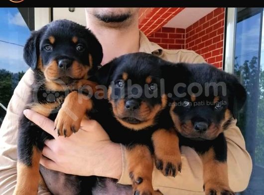 Secereli Anne Babadan Rotweiller görsel