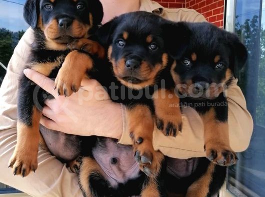 Secereli Anne Babadan Rotweiller görsel