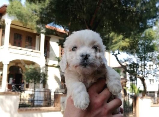 Maltese Bebeklerim görsel