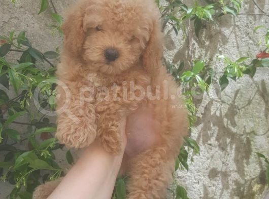 Toy Poodle görsel