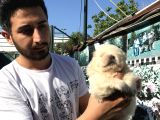 Kar Beyaz Bebeklerimiz  Teslime Hazır