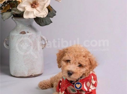 Toy Poodle Apricot Sağlık Garantili görsel