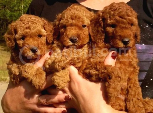 Red Toy Poodle görsel