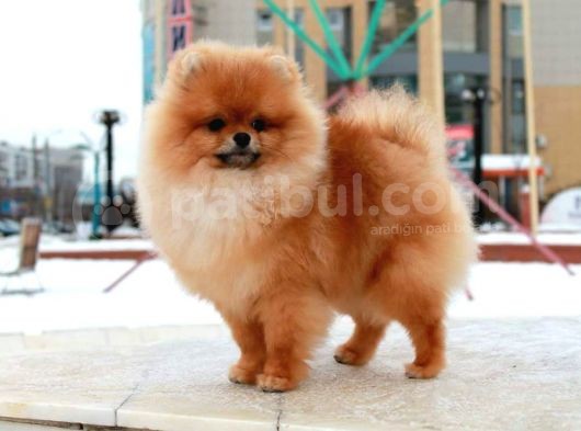 Teddy Face Pomeranian görsel