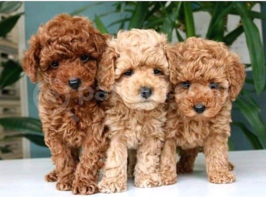 Toy Poodle görsel