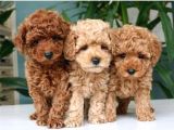 Red Toy Poodle