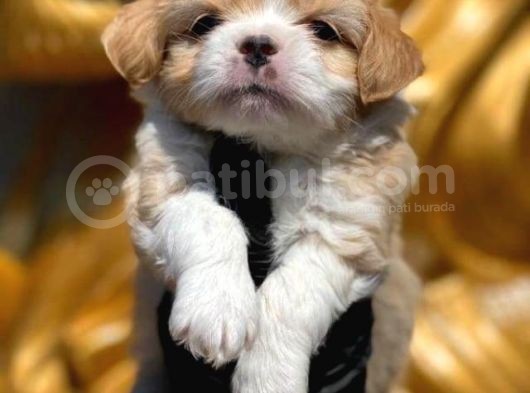 Maltipoo görsel