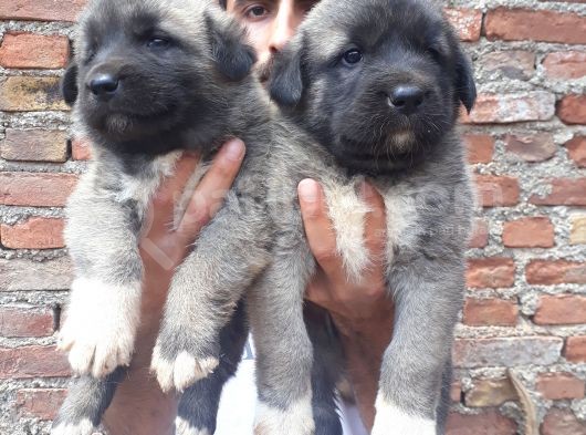 Devasa  Kangal  Yavruları görsel