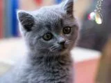 British Shorthair Yavruları