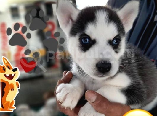Husky Sibirya Yavruları görsel