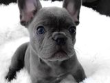 Blue French Bulldog Yavruları