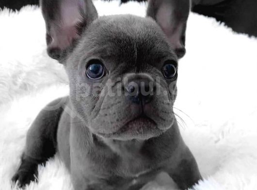 Blue French Bulldog Yavruları görsel
