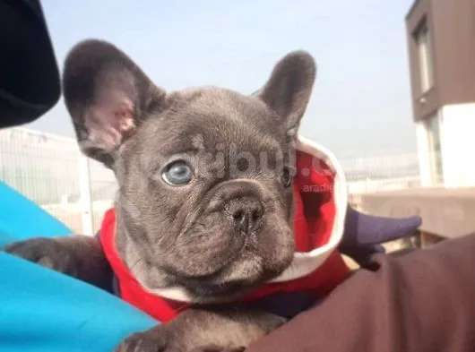 Blue French Bulldog Yavruları