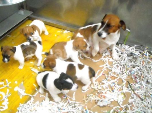 Jack Russel Yavruları görsel