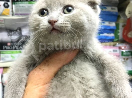 A Kalite Scotısh Yavrularımız Tunalı Petshop Güvenilir görsel
