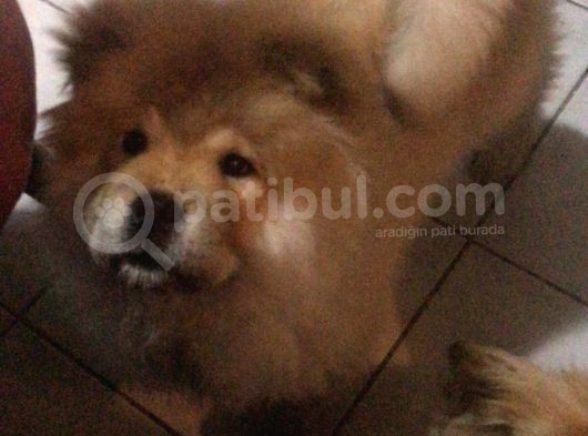 Çowçow Yavrumuz 3.5 Aylık Dişi görsel