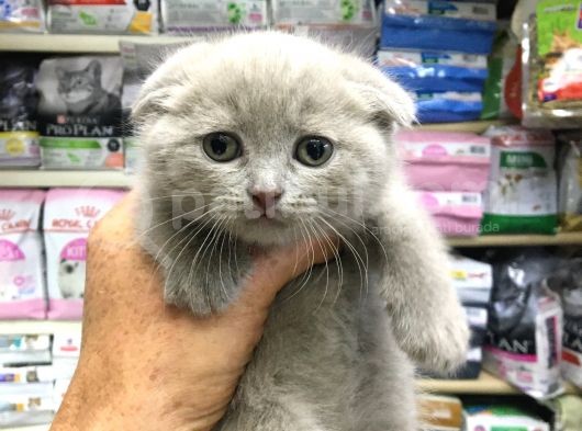 A Kalite Scotısh Yavrularımız Tunalı Petshop Güvenilir görsel