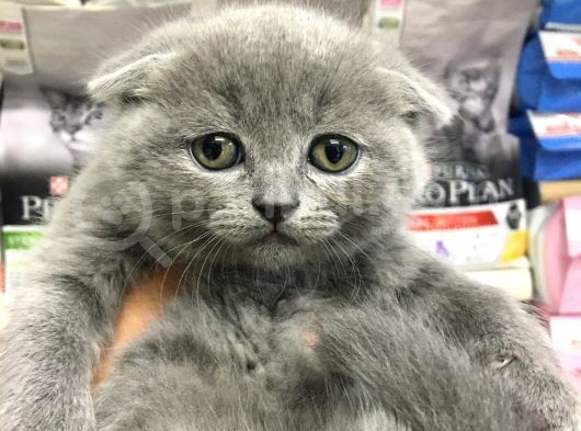 A Kalite Scotısh Yavrularımız Tunalı Petshop Güvenilir görsel