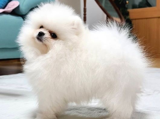Pomeranian Yavruları görsel