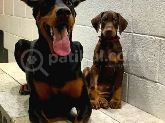 Kızıl Doberman Yavruları