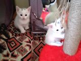 Çok Dadlu Cins Yavru Patiler