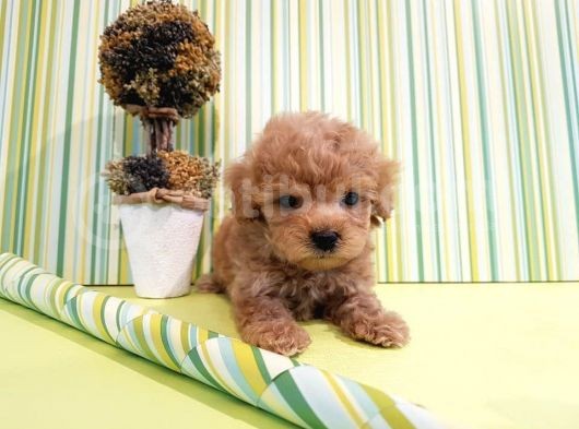 Çok Özel Poodle Yavruları görsel