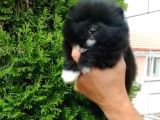 Pomerian Boo