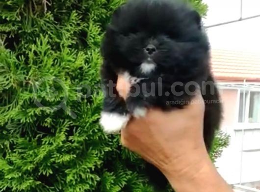 Pomerian Boo görsel