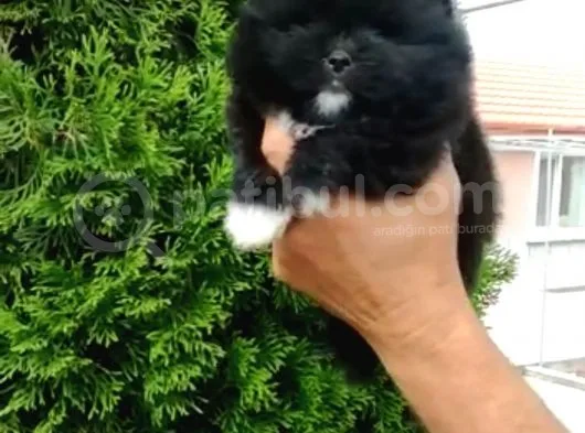 Pomerian Boo