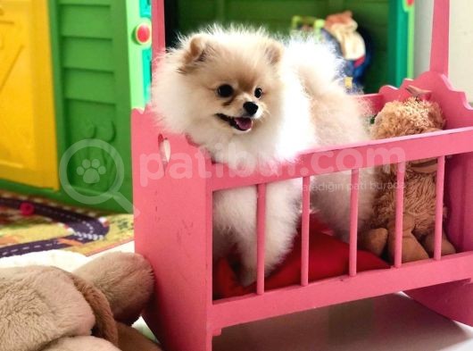 Pomeranian Boo Yavruları görsel
