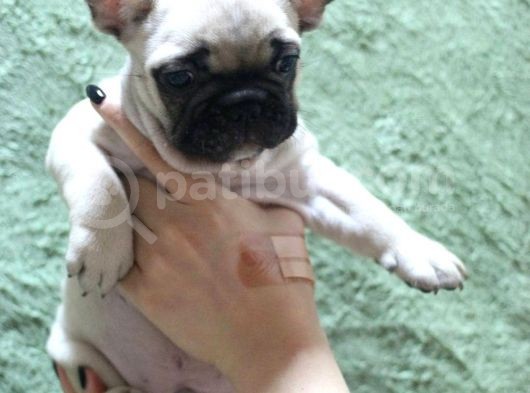 French Bulldog Yavruları görsel