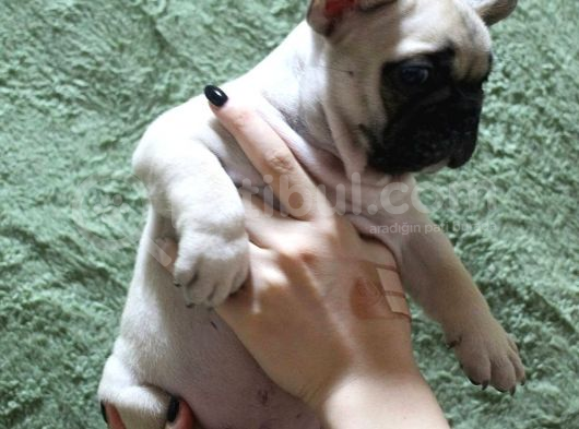 French Bulldog Yavruları görsel