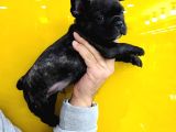 French Bulldog Yavruları