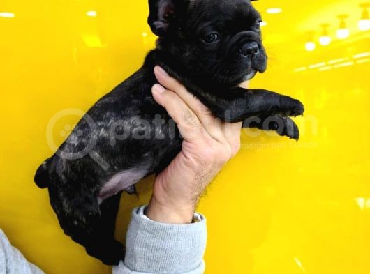 French Bulldog Yavruları görsel