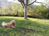 A Kalite Chow Chow Bebekler