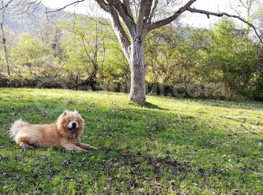 A Kalite Chow Chow Bebekler görsel