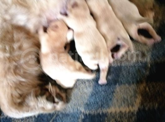 A Kalite Chow Chow Bebekler görsel
